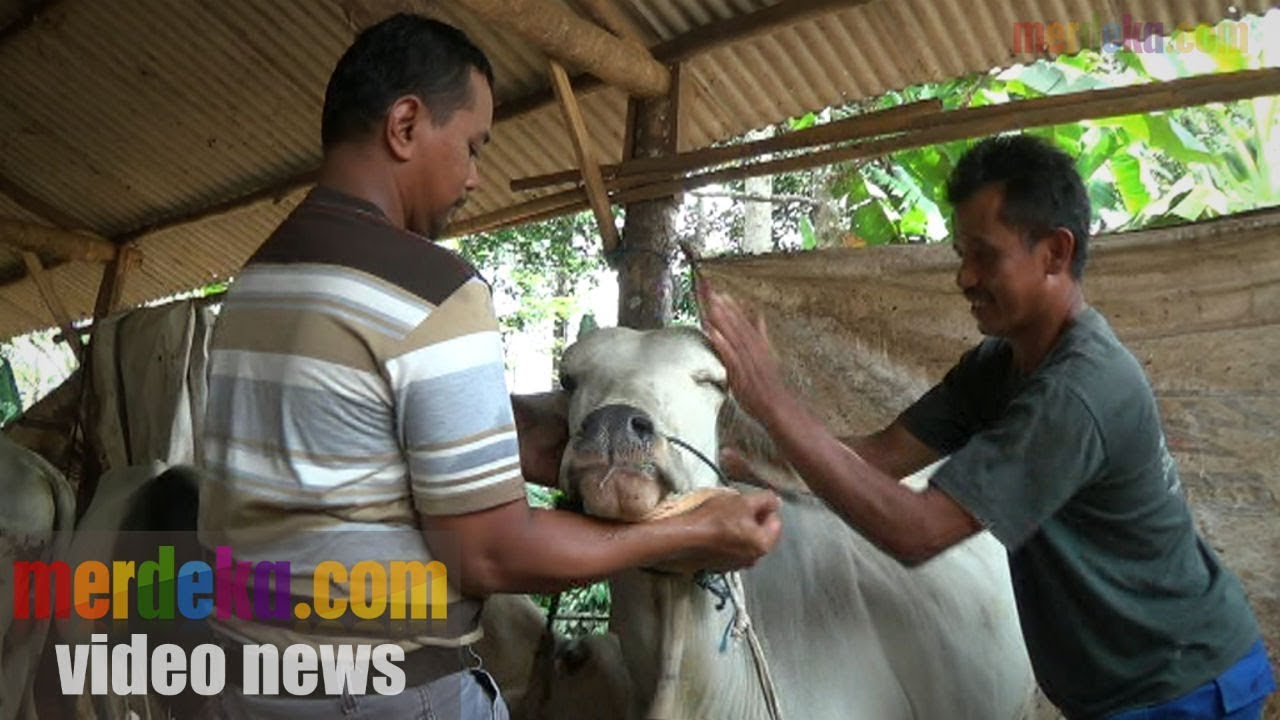 JASA PIJAT DAN TERAPI HEWAN JELANG IDUL ADHA