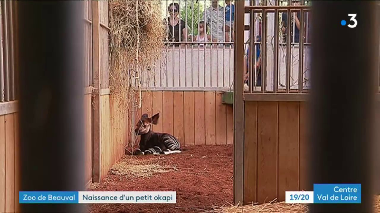 Naissance d'un bébé okapi au ZooParc de Beauval