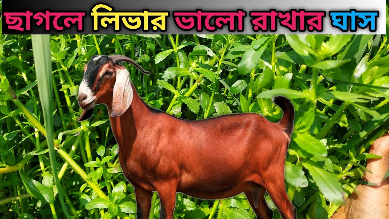 ছাগলের লিভার ভালো রাখার খাদ্য || ছাগলের জন্য হেলেঞ্চা শাকের উপকারিতা। 