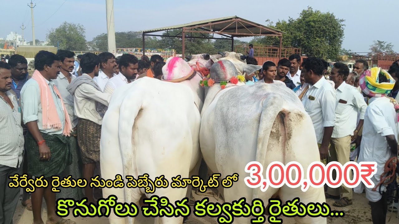 హెవీ సైజ్ 4 పళ్ళ,6 పళ్ళ కోడెలను 3 లక్షల కొనుగోలు చేసినటువంటి కల్వకుర్తి రైతులు...