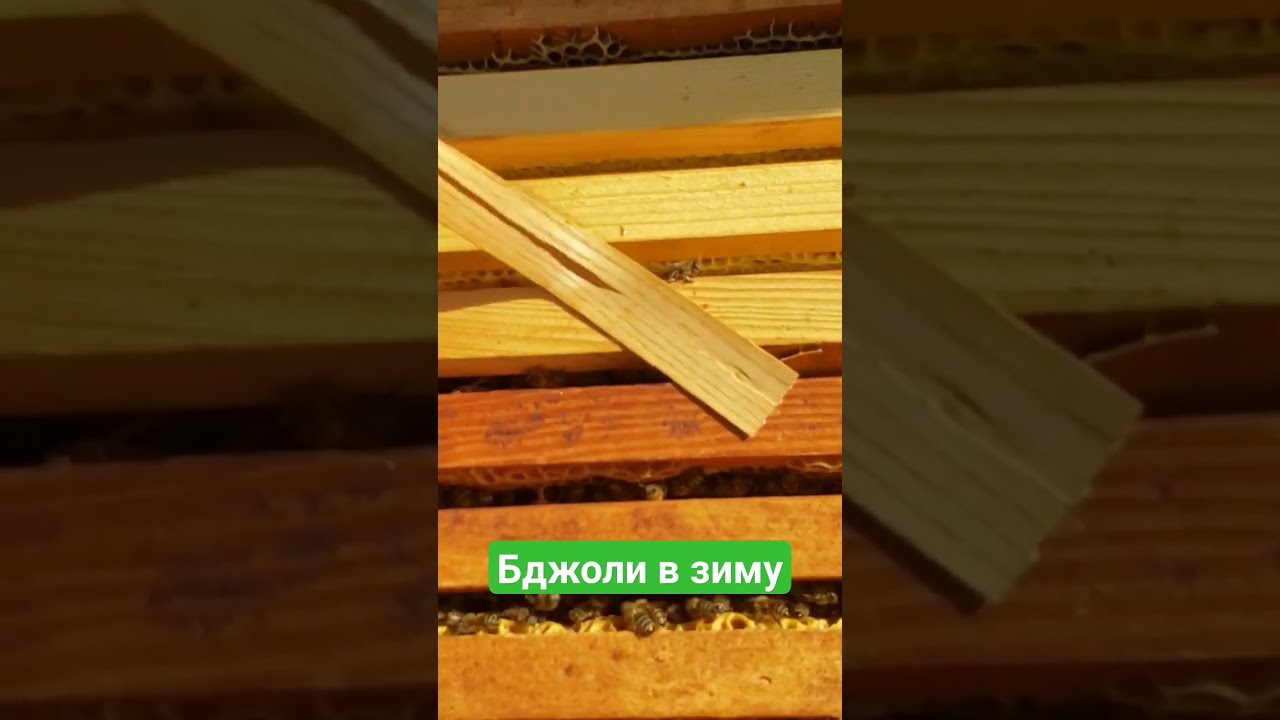 Пчелы в зиму #bee #пасика #beekeeper #пчеловодство #пасика