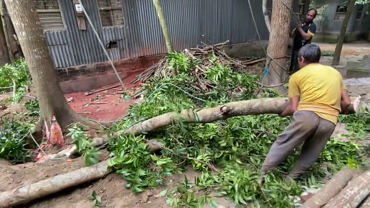 কিভাবে রিস্ক নিয়ে কাঠুরিরা গাছ কাটে village tree cutting in Bangladesh