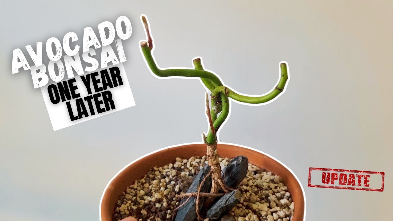 Avocado Bonsai Update: One Year Later with Incredible Growth and Unexpected Challenges!