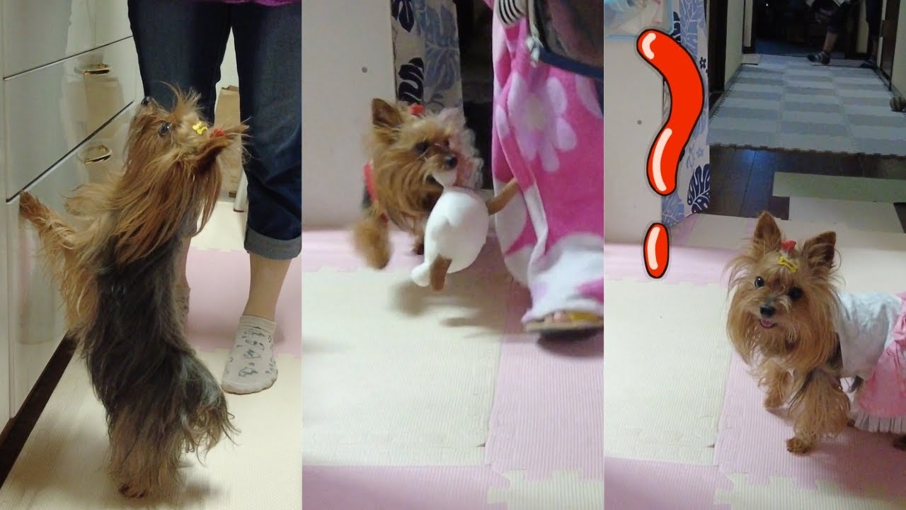 Yorkie Gets Ready for a Walk | Adorable Snack Begging Moment!