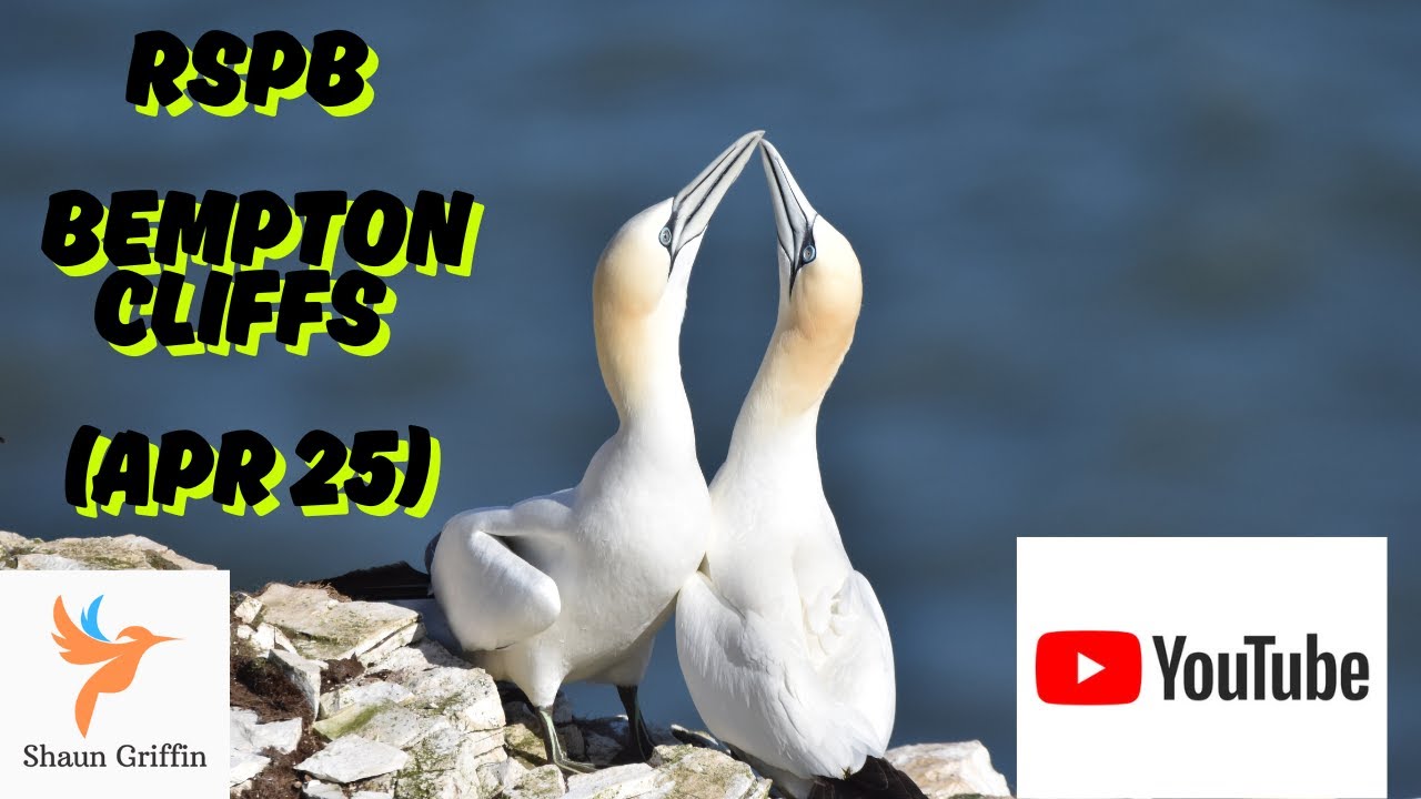 RSPB Bempton Cliffs (Apr 25) - East Yorkshire Coast