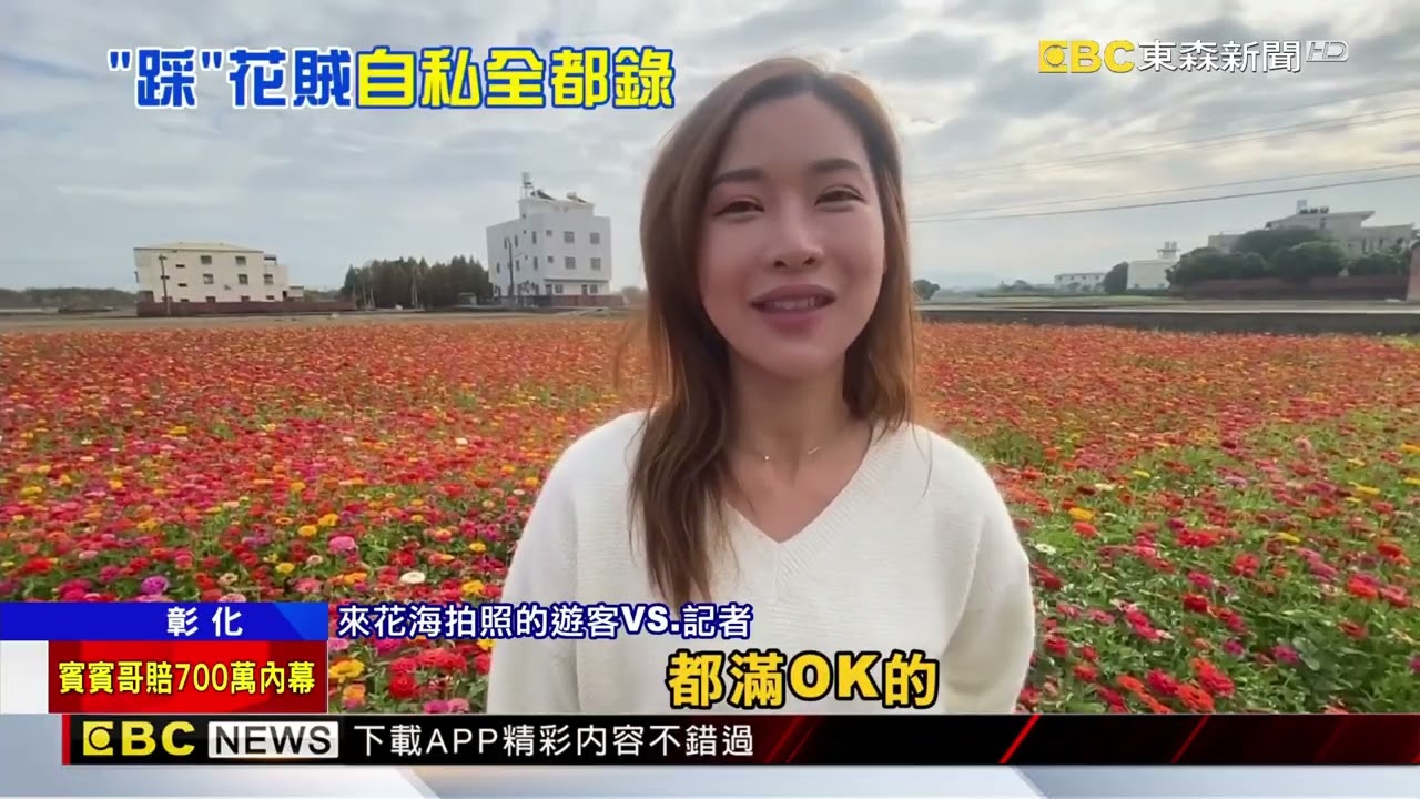 遊客搶拍百日草花海 多區遭踩成「癩痢頭」