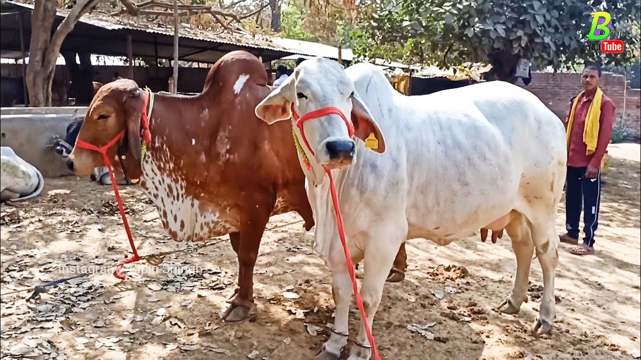 भारत की दुधारू गायों की नस्लें यहां मिलती है | Chausa Pashu Mandi | Desi Cow Mandi | Cow Breeds