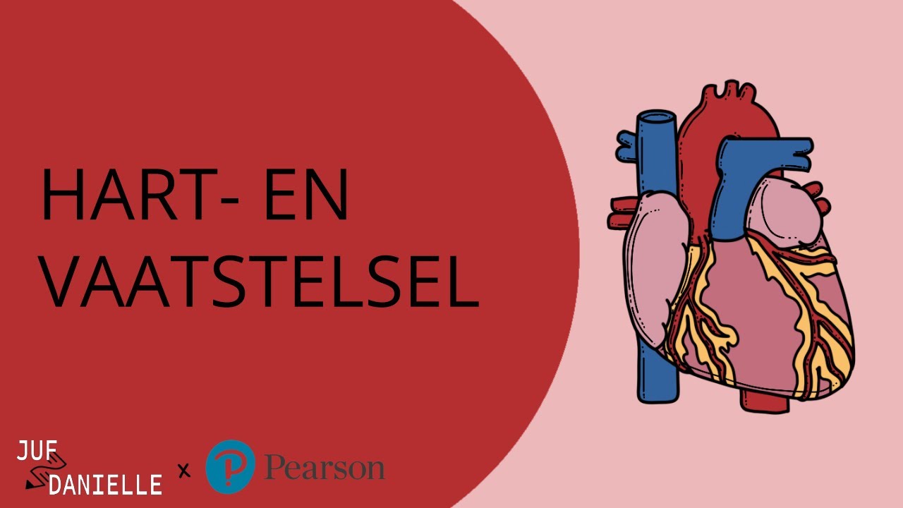 Hart en Vaatstelsel: De Basis