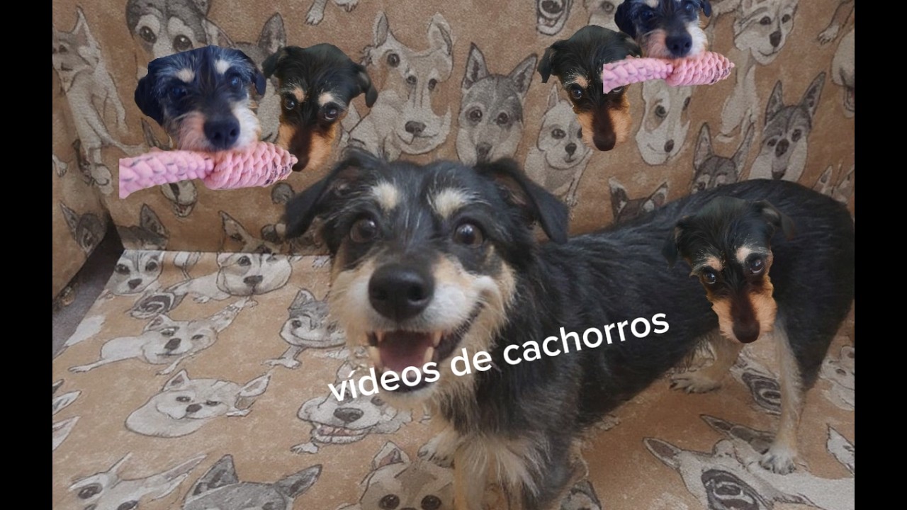 cachorras engraçadas para rir #cachorro #cachorro #petsfofinhos