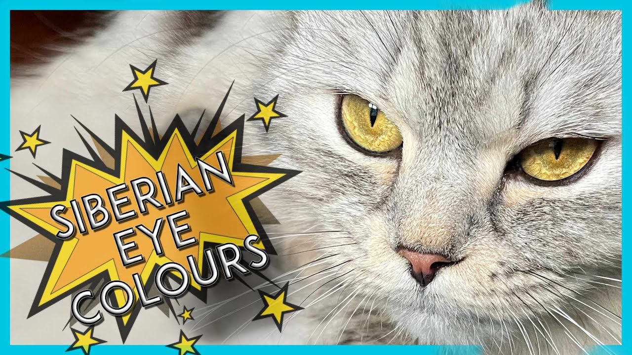 Part 1 - Siberian Cats Eye Colours