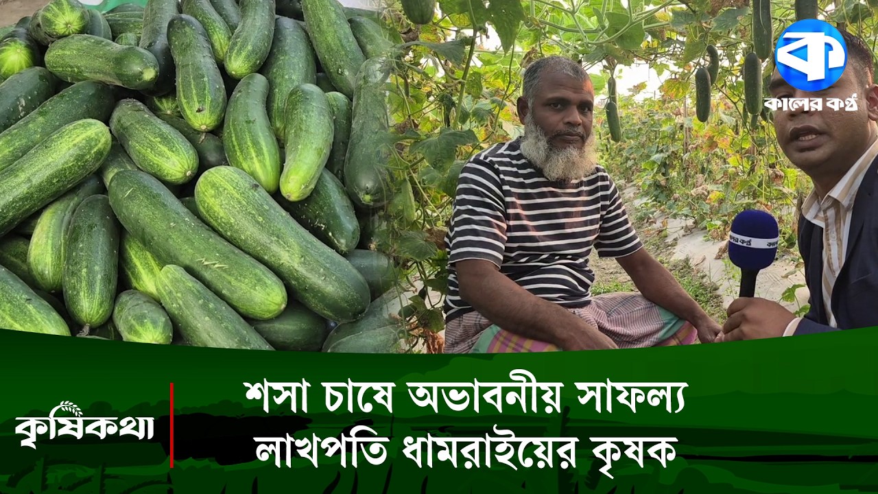শসা চাষে অভাবনীয় সাফল্য, লাখপতি ধামরাইয়ের কৃষক আবুল কালাম