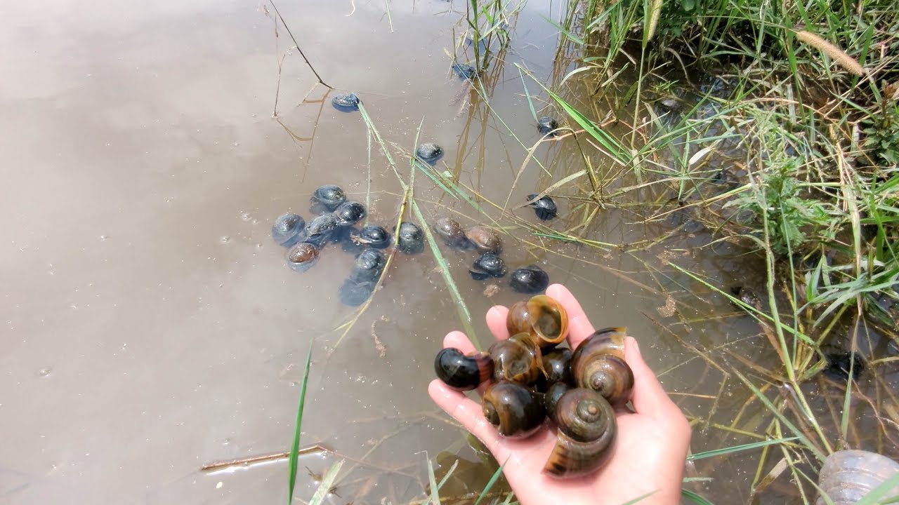 Picking Snail On Field at Countryside