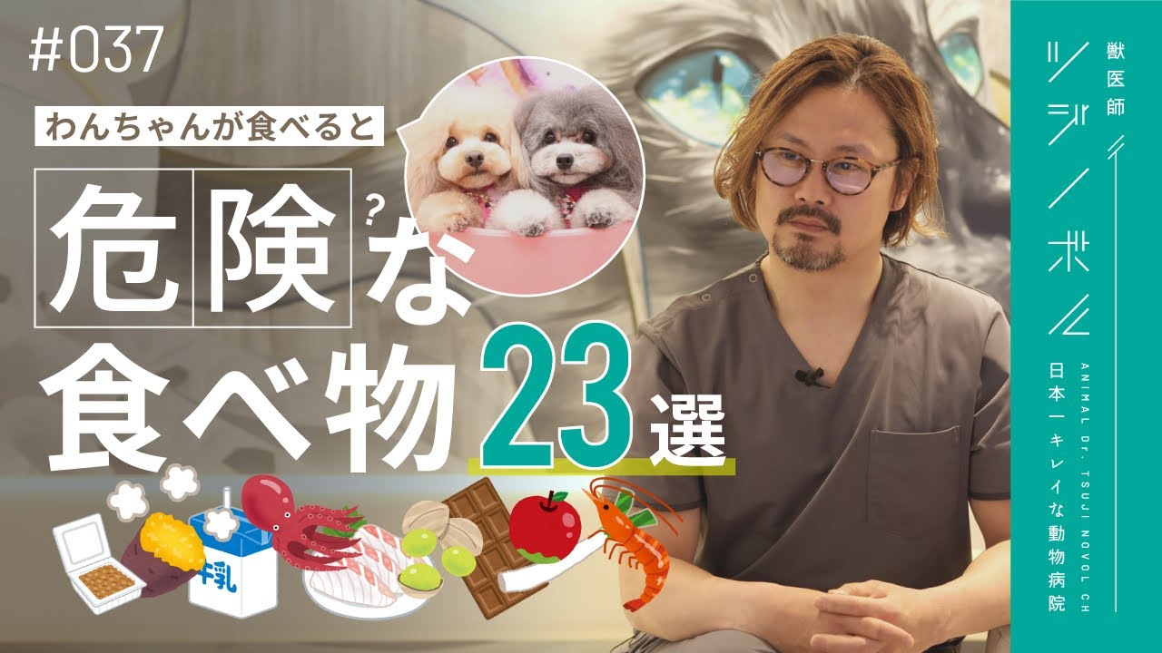 【保存版】わんちゃんに要注意な人の食べもの23選を獣医師が解説｜対処法｜【獣医師ツジノボル】