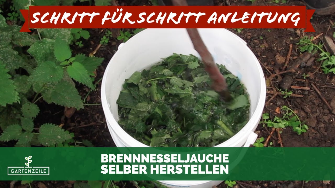 Brennnesseljauche selber herstellen - Brennnesseljauche richtig ansetzen einfach erklärt!