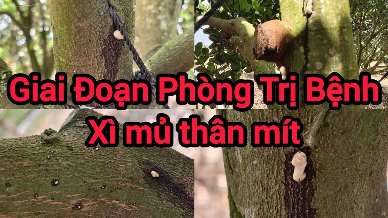 Biện Pháp Phòng Ngừa Bệnh Xì Mủ Cho Vườn Mít Indo Ruột Đỏ Xơ Vàng