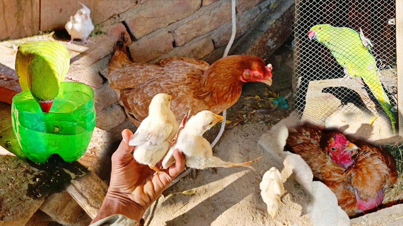 Cuty🐔set on Hatching🐣|#chicken #hen #daily #dailyvlog #pet #dailyroutine #petlover #vlog #vlogging 