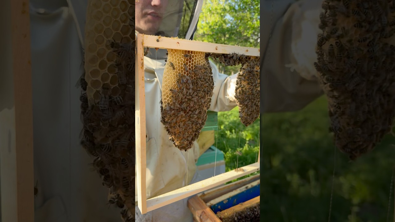 Zji&scaron;ťujeme, ze kter&yacute;ch &uacute;lů se n&aacute;m vyrojily včely 🐝