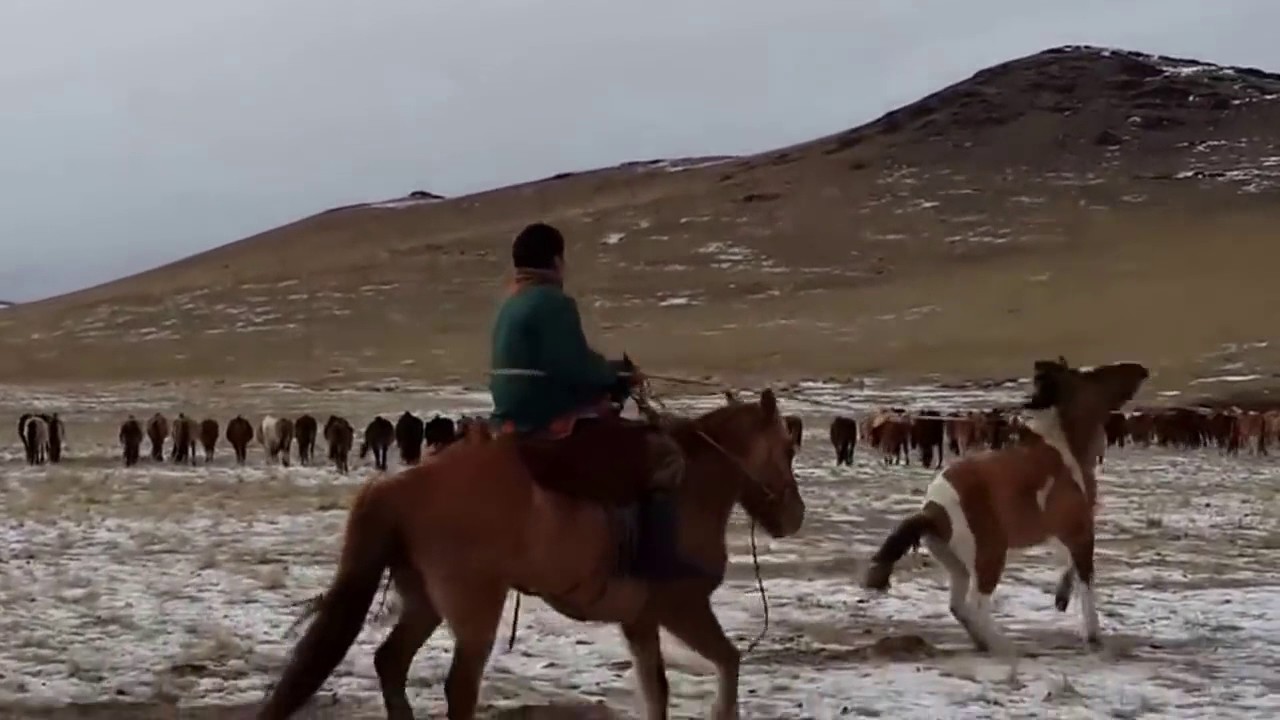 Traditional Mongolian herders catching wild horses during the winter
