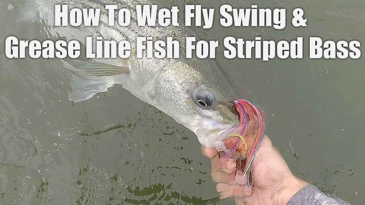 A Basic Guide To Wet Fly Swinging/Grease Line Fishing for Striped Bass. Fly Fishing for Striped Bass