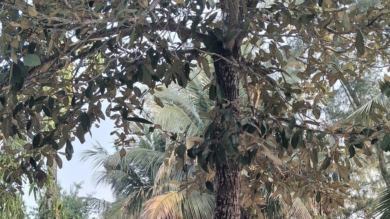 Doyel  is live সবাইকে অনেক অনেক valobasa roilo