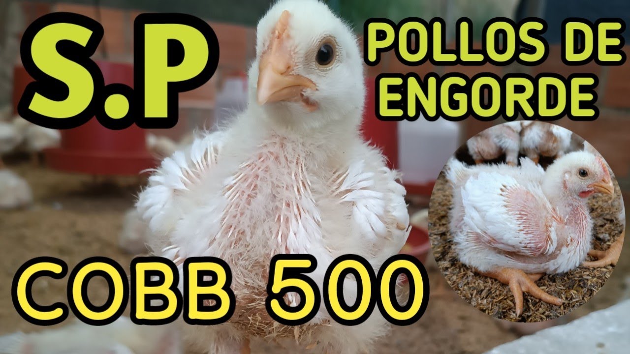 Sistema de PRODUCCIÓN POLLOS de ENGORDE COBB 500. #Avicultura