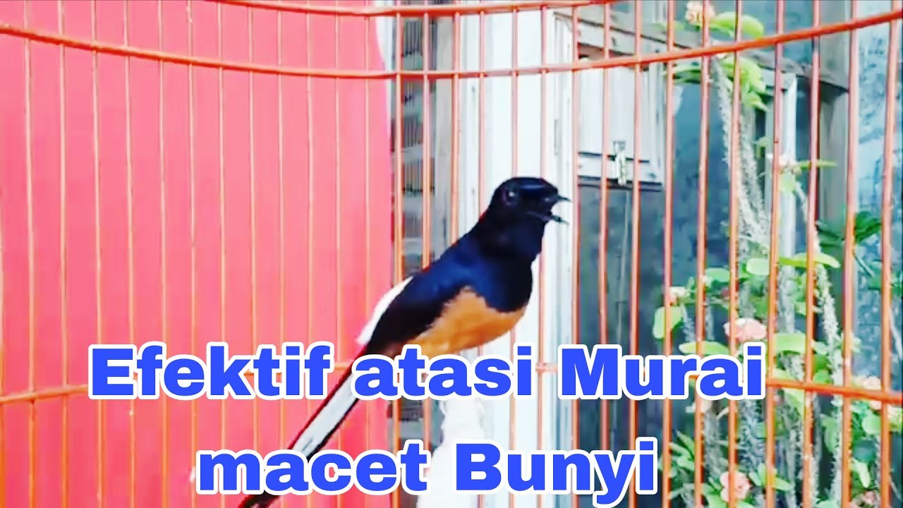 Terapi Murai batu Gacor Cepat Bunyi