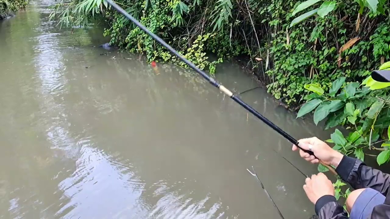 Câu cá lúi , ai ngờ trúng bầy rô đồng khủng.