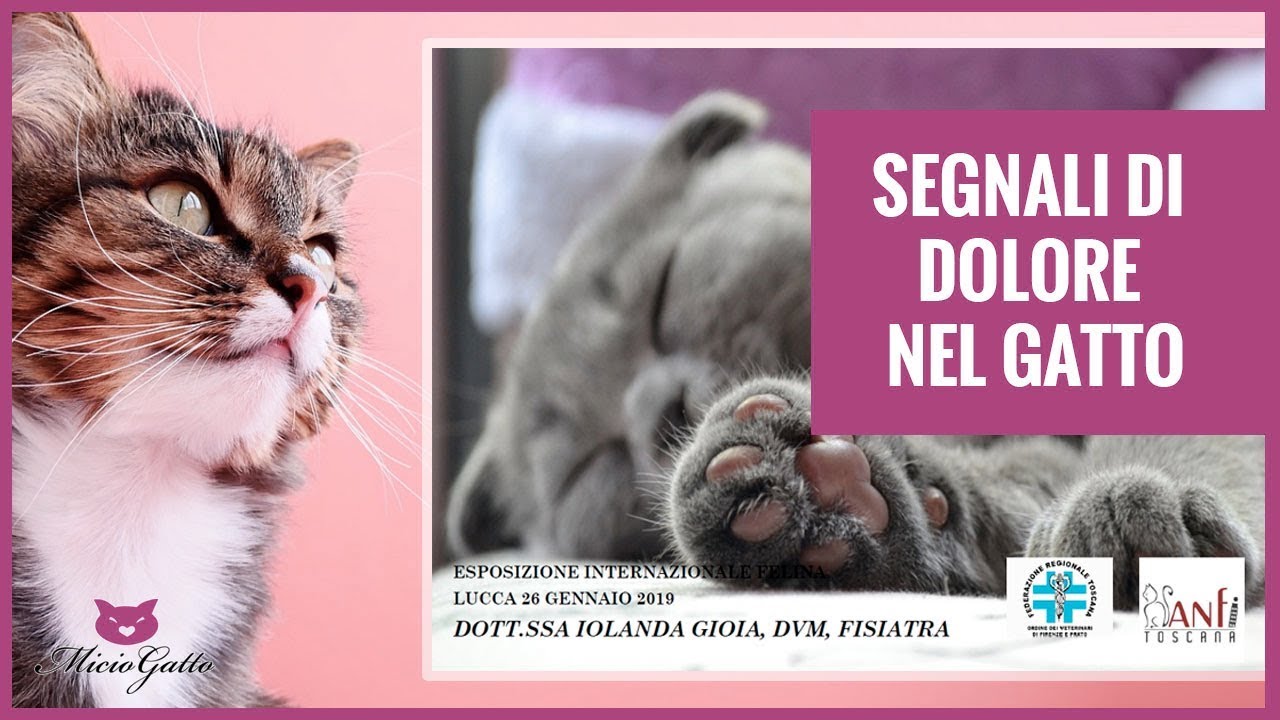 Segnali di dolore nel gatto: come capire quando il gatto sta male: seminario dott.ssa Iolanda Gioia