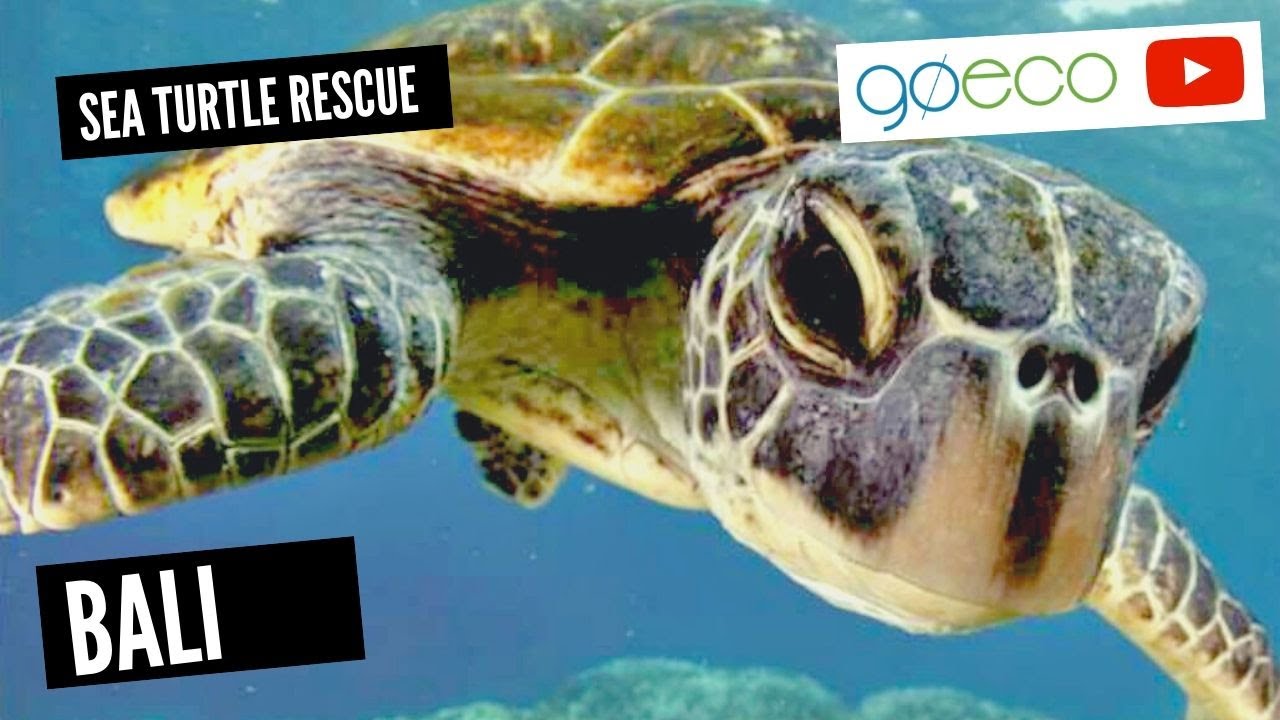 GoEco VOLUNTEER Trip Vlog - The SAVING and Conservation of the Bali’s Sea Turtles!