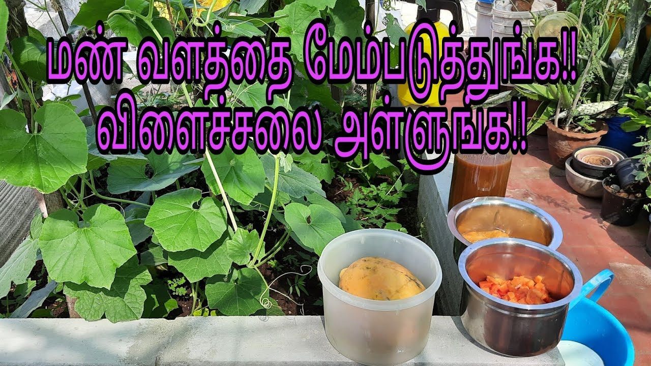 பப்பாளி பழ கரைசல்/ நுண்ணுயிர் பெருக்க/ to improve soil fertility/papaya liquid fertilizer