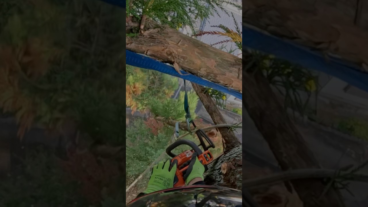 【杉の枝落とし】スピードライン #shorts #treework #treecutting #伐採 #husqvarna