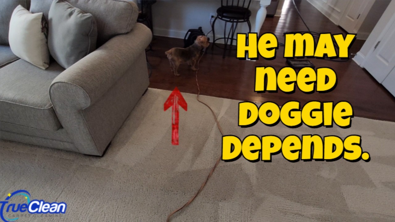 Pet Urine Removal on White Carpet | Professional Carpet Cleaning in Huntersville, NC