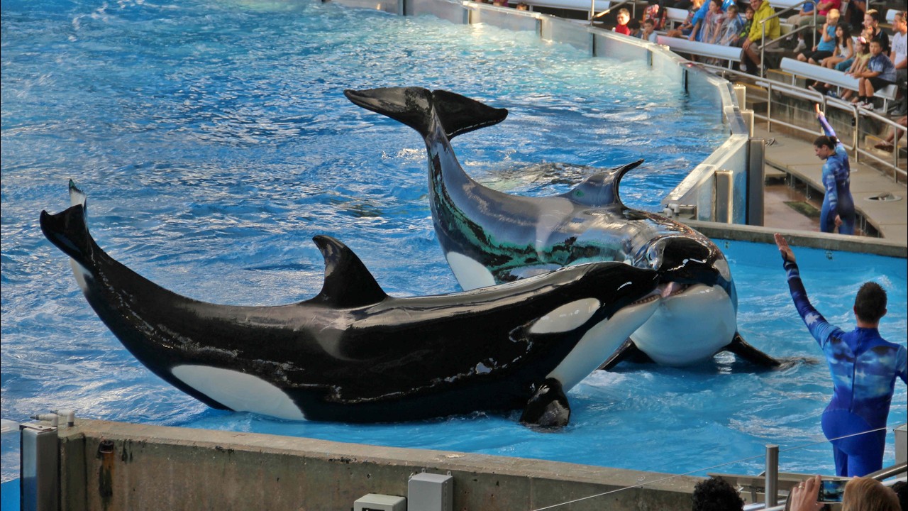 USA 2013 - Teil 12 - SeaWorld 2/3