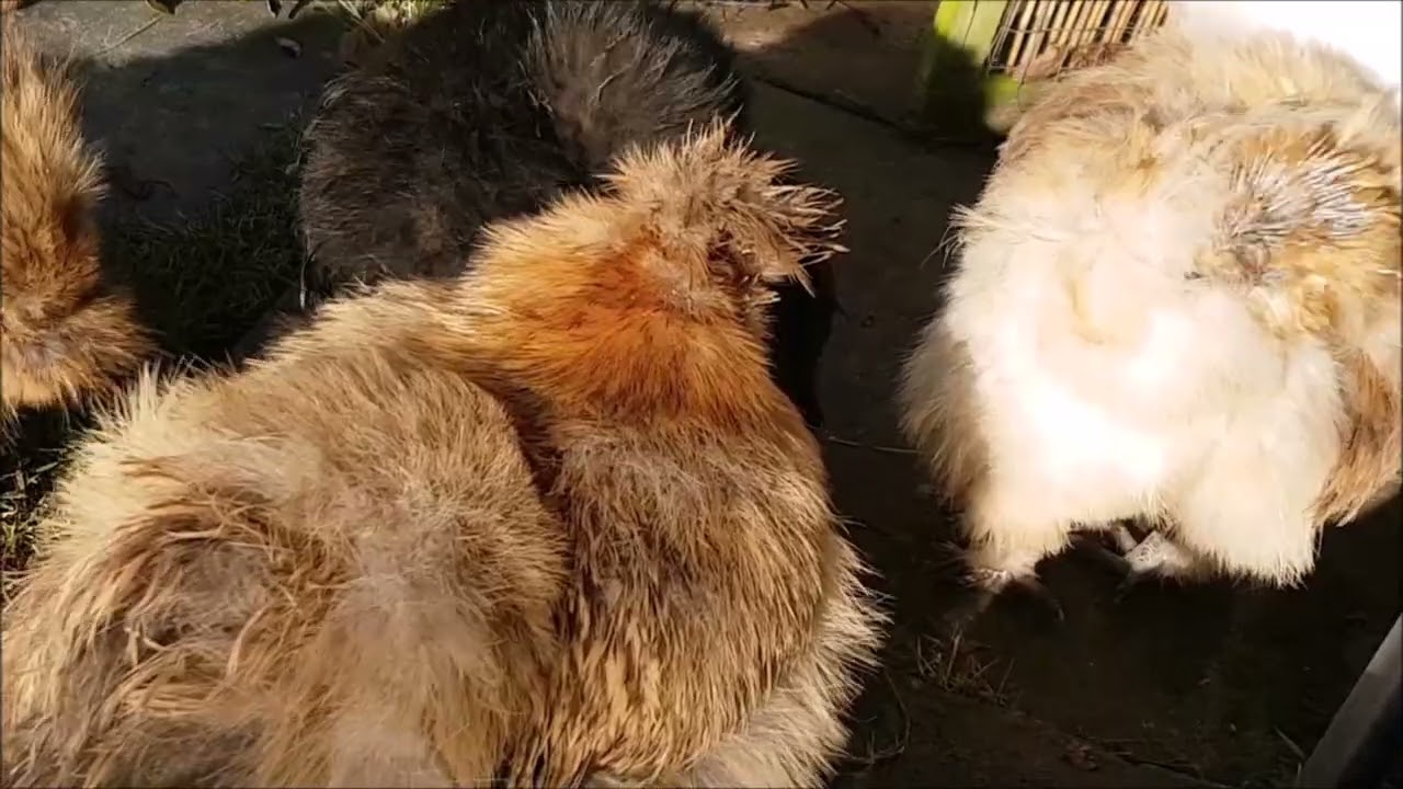 🐔 Chicken Run 3 - Coffee with chooks then Sandygate 