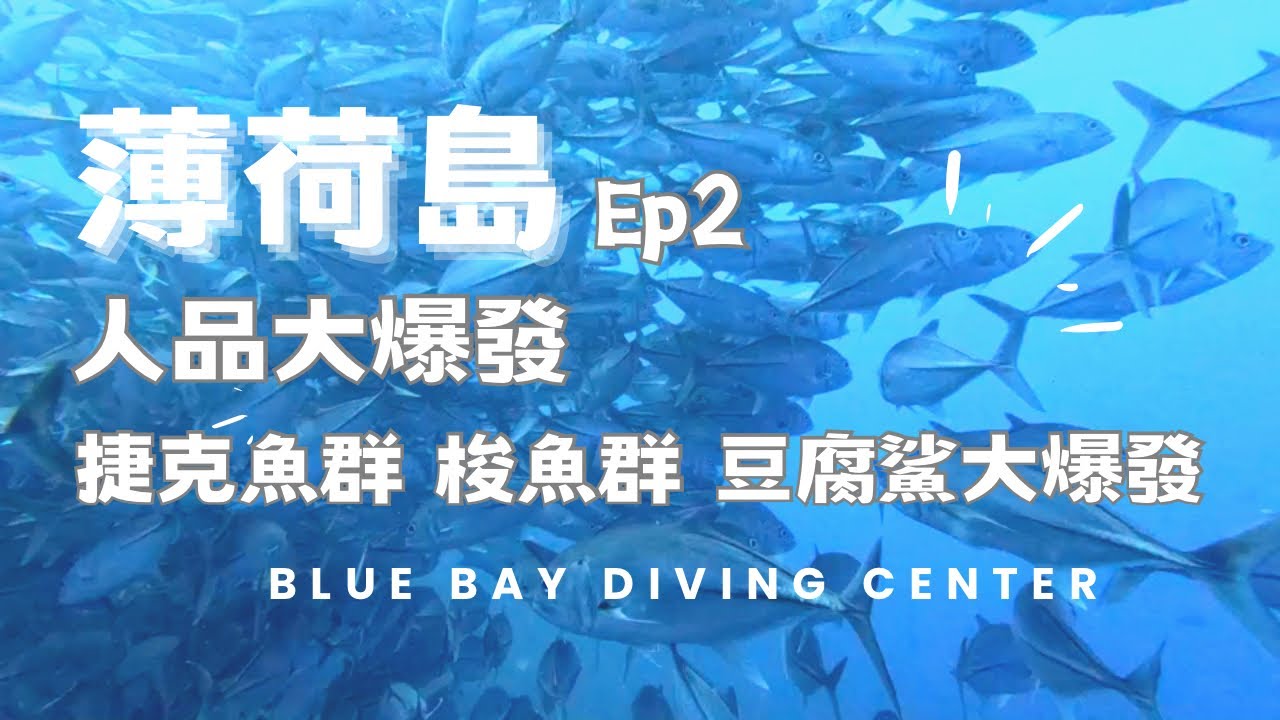 【2023宿霧薄荷島ep.2】人品大爆發！與鯨鯊梭魚捷克魚群共游｜薄荷島潛水 ｜潛水員此生必去潛點｜SCUBA DIVING IN BOHOL｜PHILIPPINES IN 2023