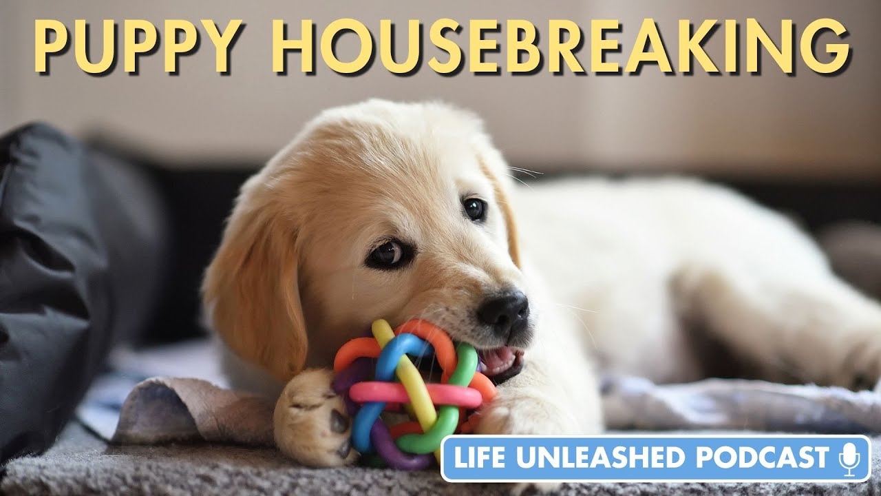 How To Housebreak Your Puppy or Dog