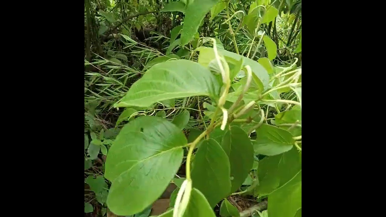 cordoncillo planta medicinal