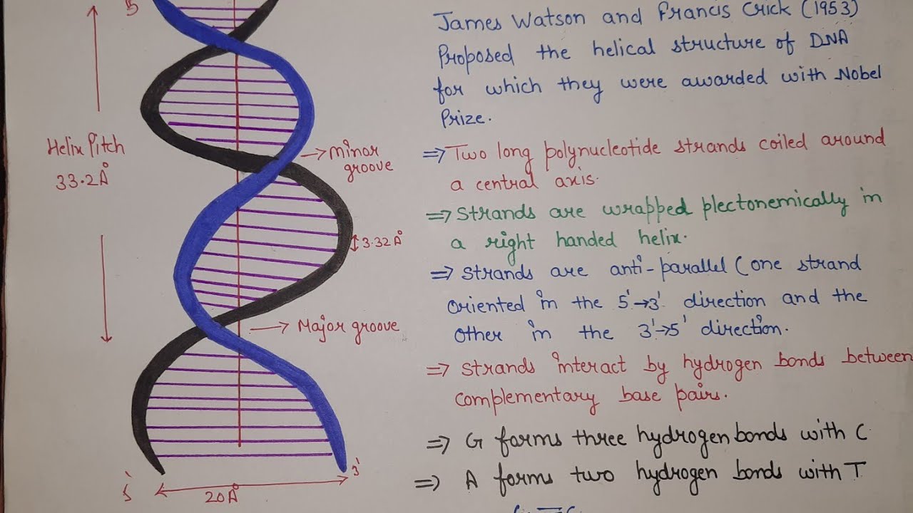 structure of DNA | dna structure | Watson and Crick dna model |  dna double helix structure