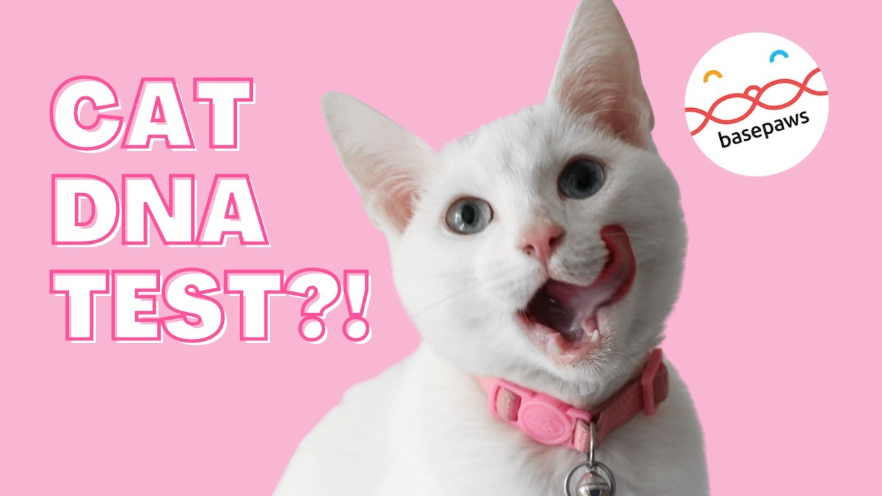 We Tried A Cat DNA Test