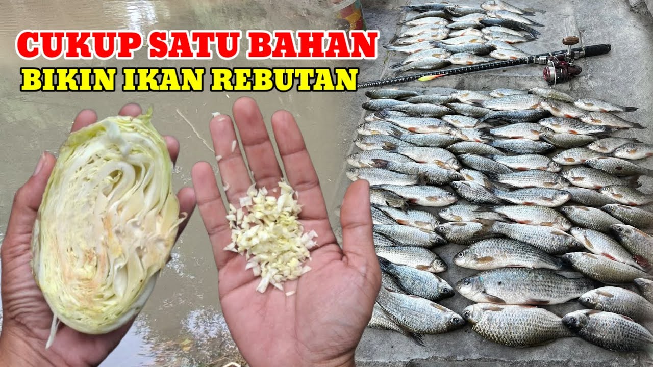 UMPAN LAWAN GAK AKAN LAKU‼️KALAU KAMU PAKAI UMPAN INI