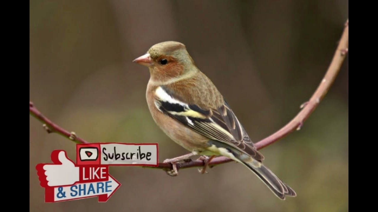 affinch sound  أقوى صوت ميكس صلنج للصيد