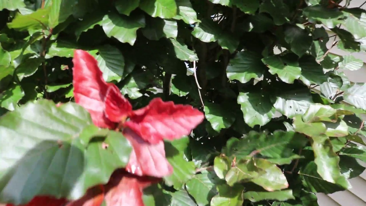 beautiful 'red obolisk' beech