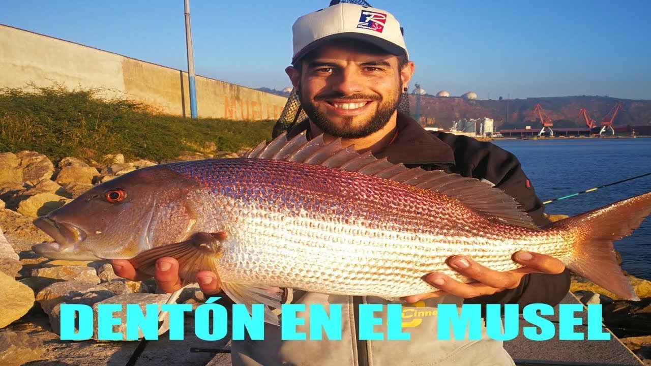 Dentón en el musel