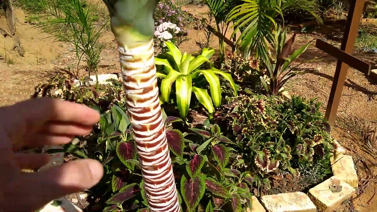 Yucca Muda Retirada E Plantada Diretamente no Solo #2