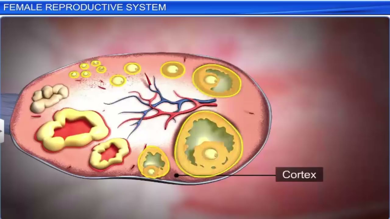 Human Reproduction (animation) | Class 12th |Detailed One shot| Animation video | For NEET/BOARDS
