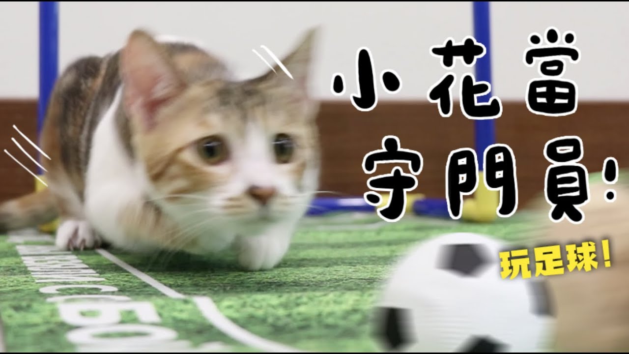 【黃阿瑪的後宮生活】小花當守門員！玩足球啦！