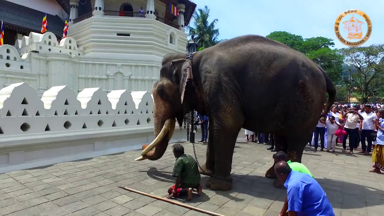 සද්දන්ත නැඳුන්ගමුව අැත් රජුනේ ඔබට අායුබෝවන් ...
