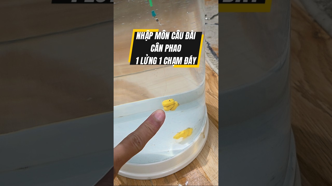 NHẬP MÔN CÂU ĐÀI: Cân phao 1 mồi lửng 1 mồi chạm đáy 