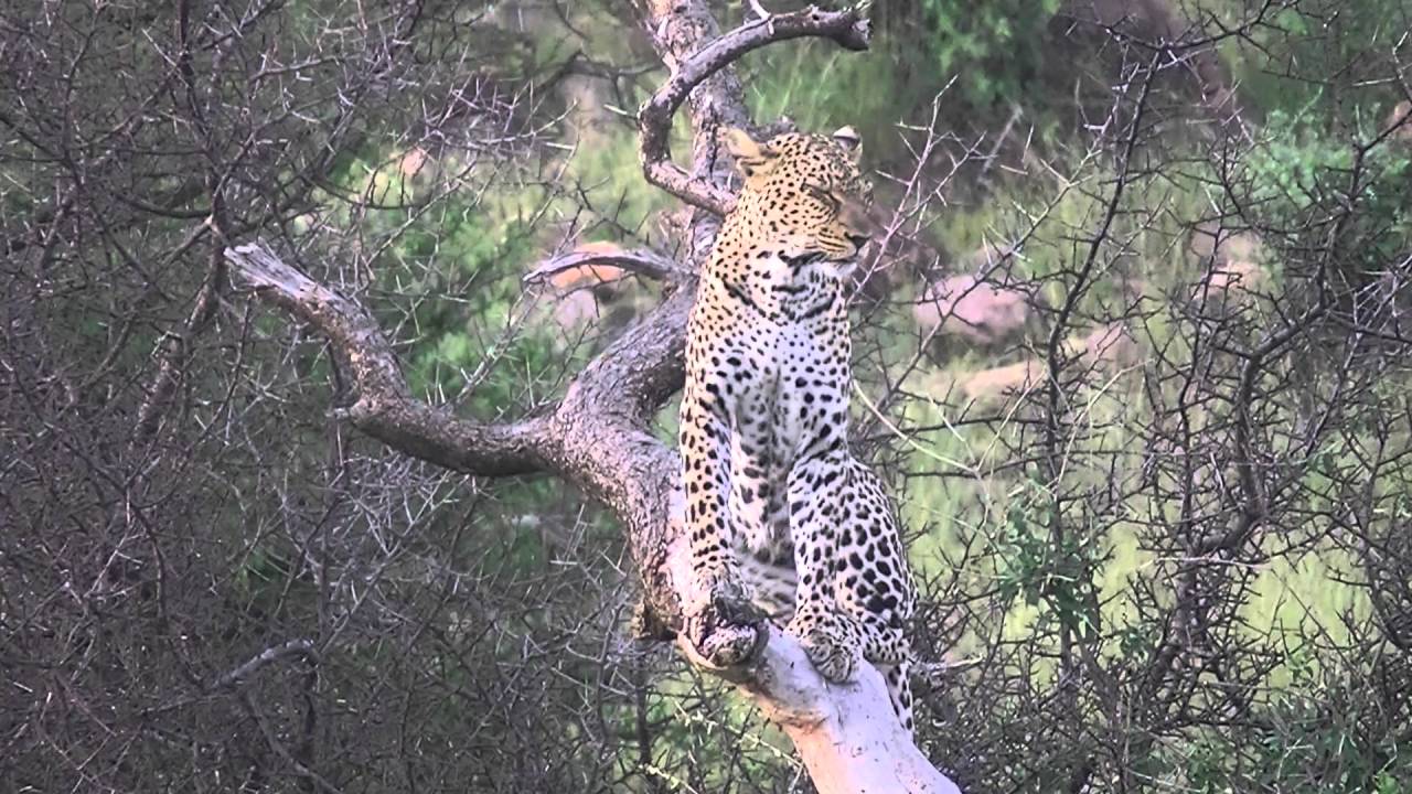 Larsens Camp, Samburu