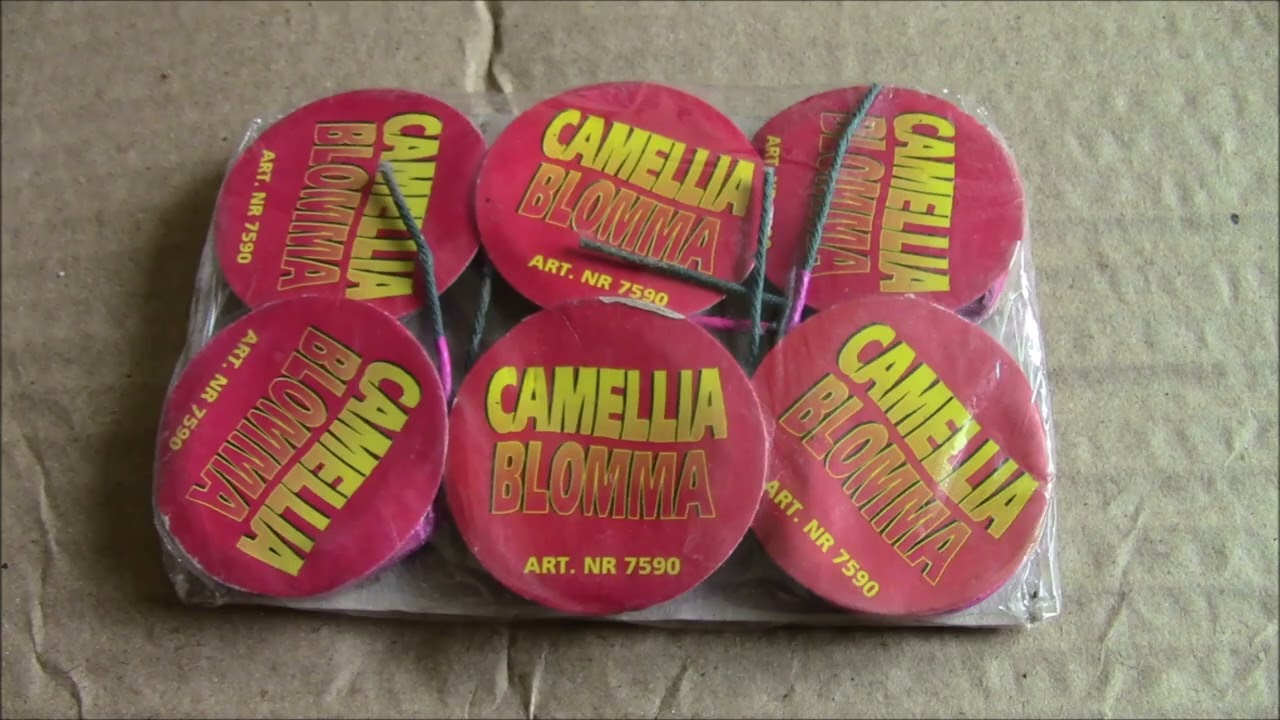 CAMELLIA BLOMMA FROM 1994,,,(SVEA AND NOVA) OLD FIREWORKS